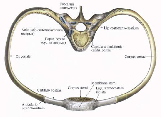 Anatomie humaine en images Анатомия человека в картинках