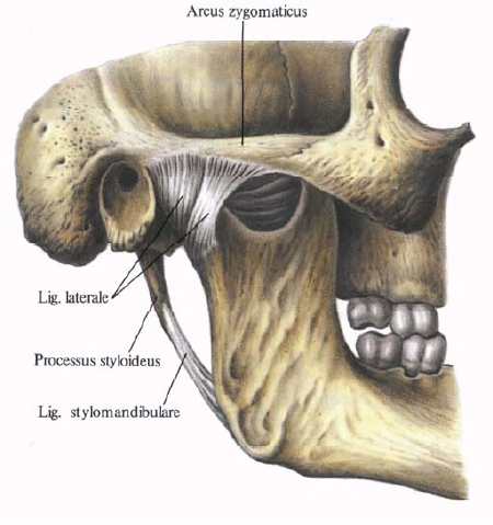 Anatomie humaine en images Анатомия человека в картинках