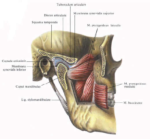 Anatomie humaine en images Анатомия человека в картинках