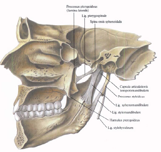 Anatomie humaine en images Анатомия человека в картинках