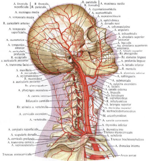 Anatomie humaine en images Анатомия человека в картинках
