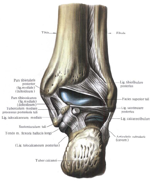 Anatomie humaine en images Анатомия человека в картинках