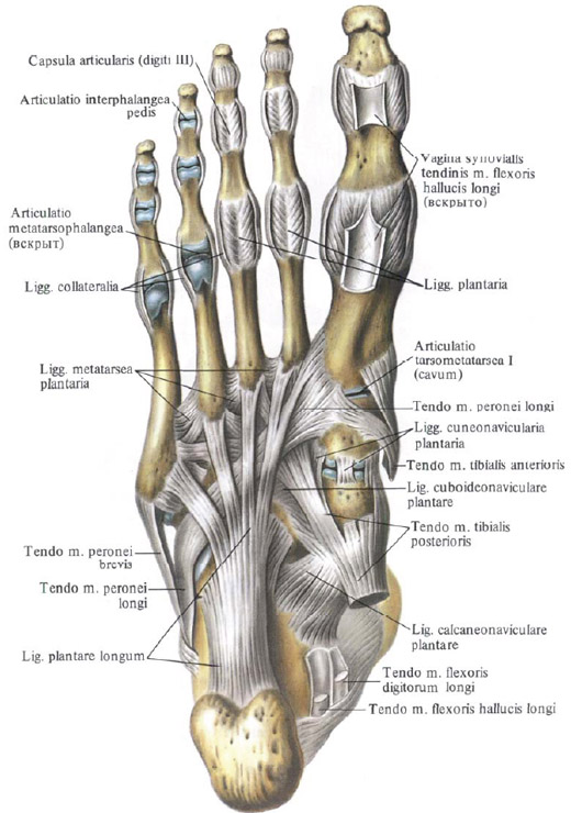 Anatomie humaine en images Анатомия человека в картинках
