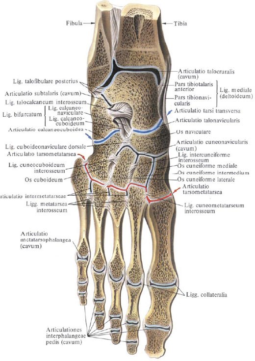 Anatomie humaine en images Анатомия человека в картинках