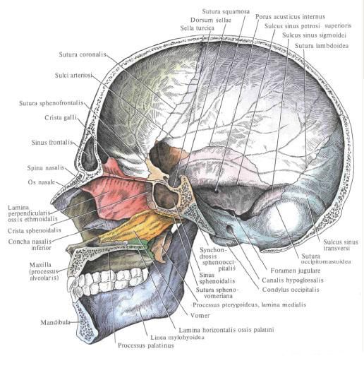 Crâne dans son ensemble