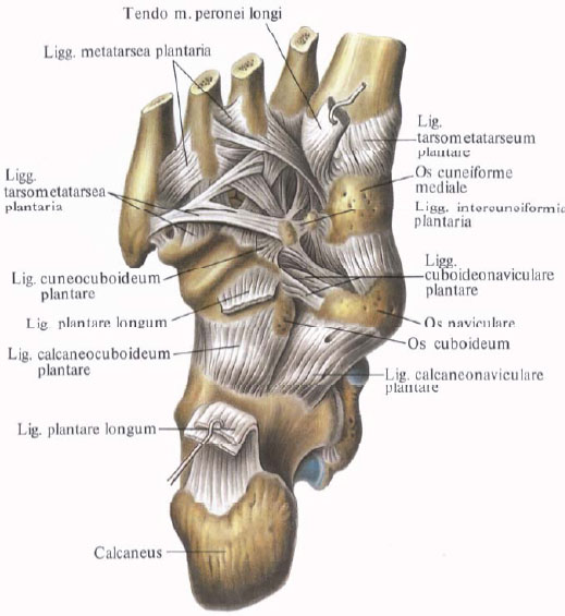 Anatomie humaine en images Анатомия человека в картинках