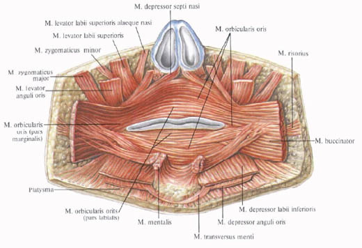 Anatomie humaine en images Анатомия человека в картинках