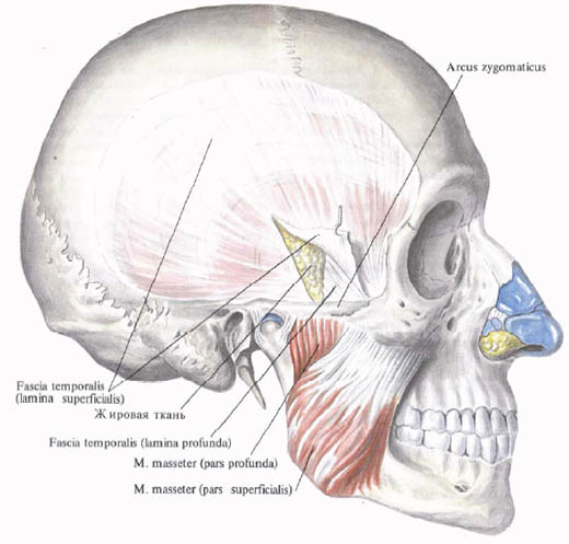 Anatomie humaine en images Анатомия человека в картинках
