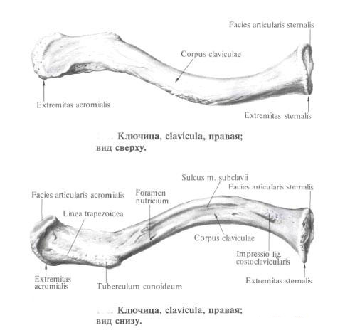 clavicule