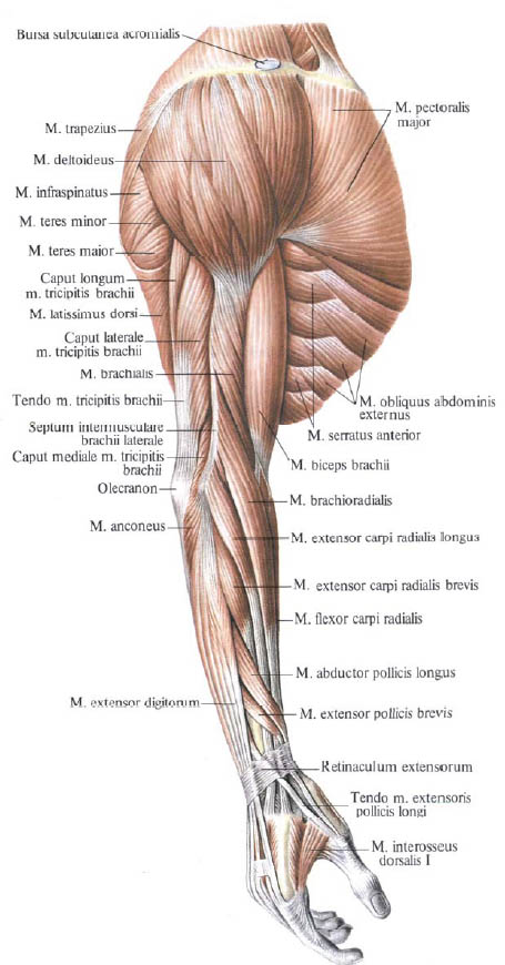 Anatomie humaine en images Анатомия человека в картинках