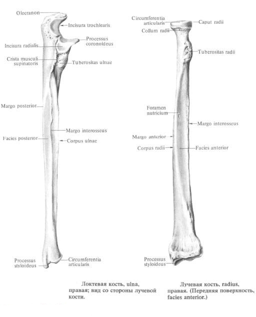 cubitus