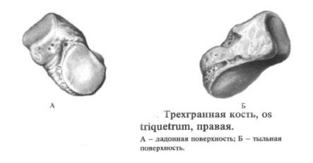 triquetrum