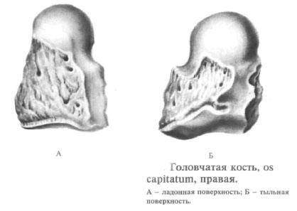 capitatum
