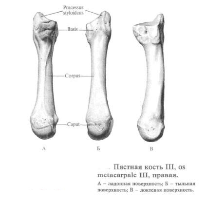 metacarpel