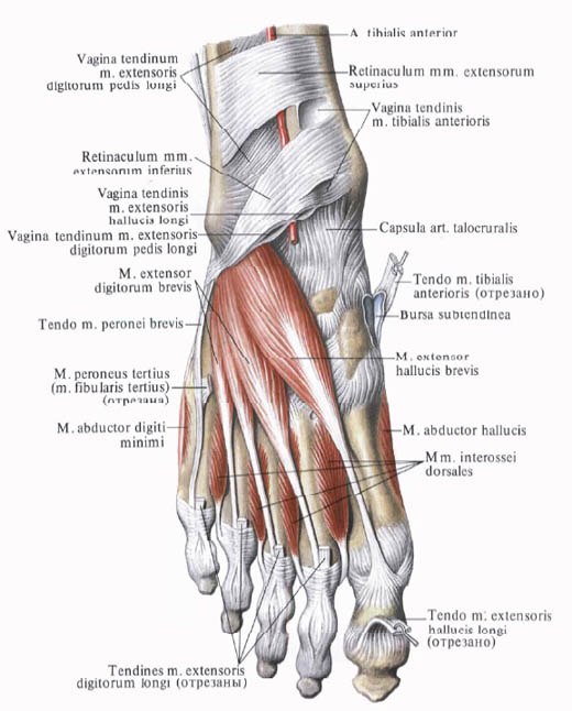 Anatomie humaine en images Анатомия человека в картинках
