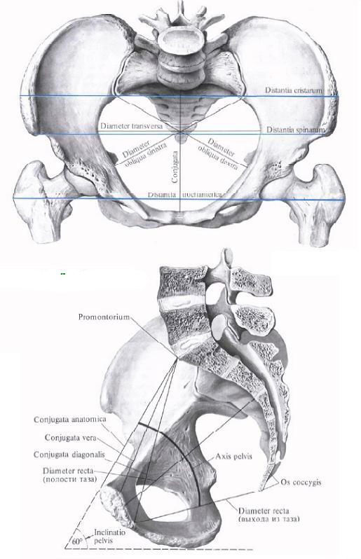 pelvis