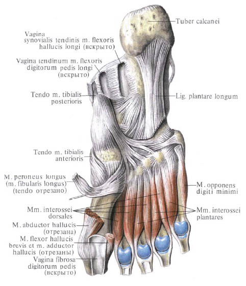 Anatomie humaine en images Анатомия человека в картинках