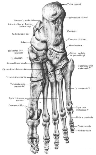 pied Bones