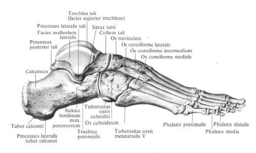 pied Bones