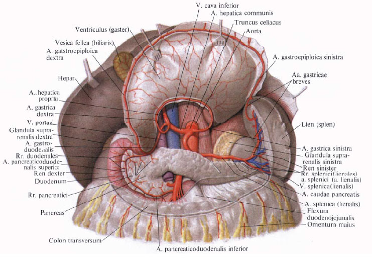Anatomie humaine en images Анатомия человека в картинках