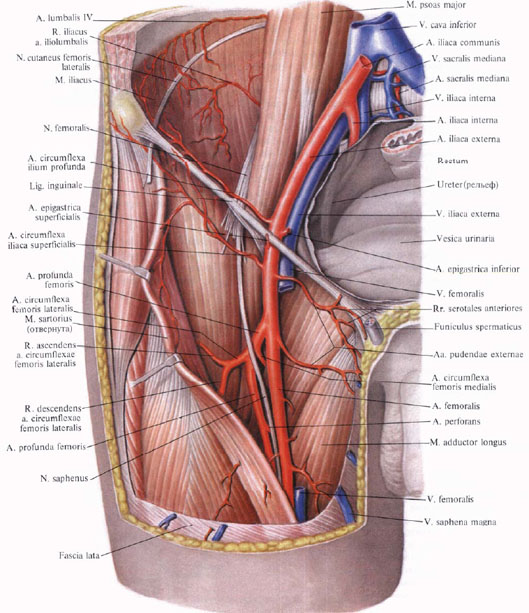 Anatomie humaine en images Анатомия человека в картинках