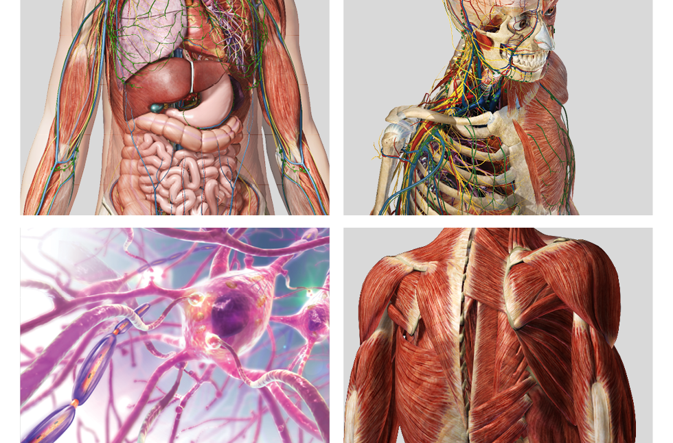 faits incroyables sur le corps humain. Les organes internes. Невероятные факты о человеческом теле. Внутренние органы.