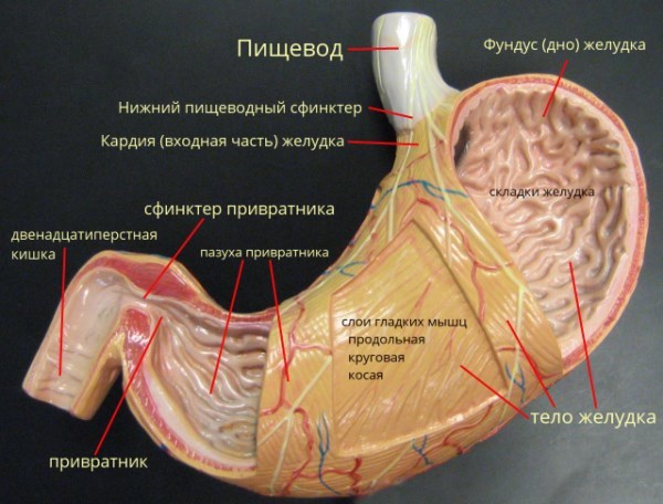 Protection de l'estomac faits incroyables sur le corps humain. Les organes internes. Защита желудка Невероятные факты о человеческом теле. Внутренние органы.