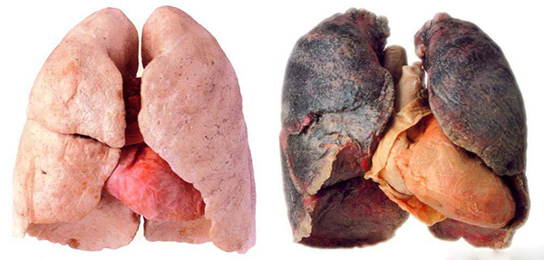 Quels sont les ingrédients dans une cigarette? Какие ингредиенты в сигарете?