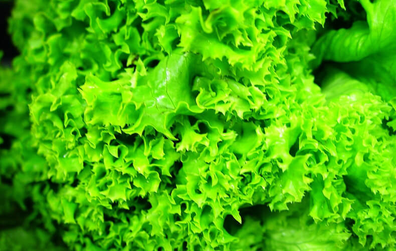Салат латук - Cалат и листовая зелень