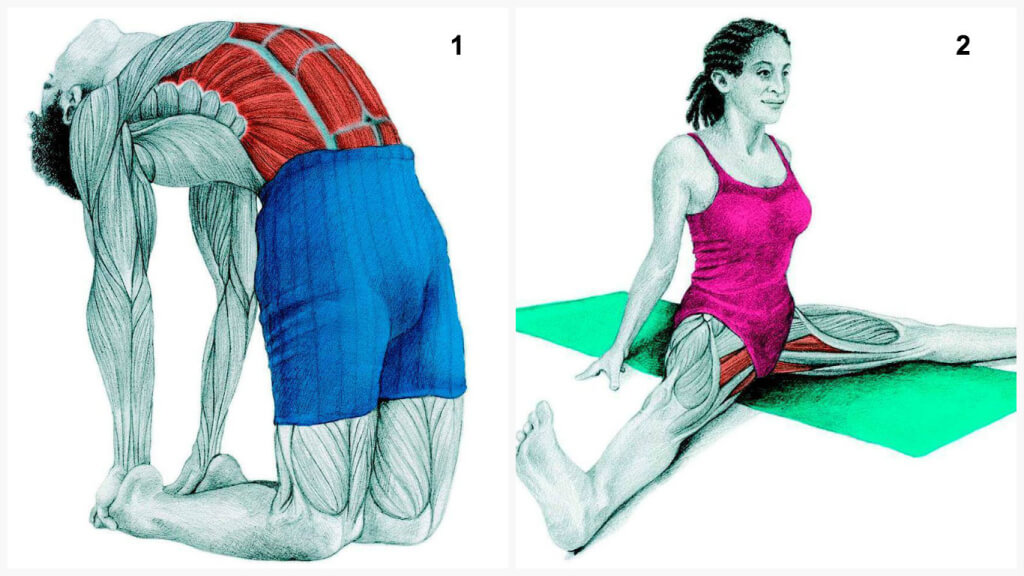 Qu'est-ce que vous dessinez est en fait: étirer les muscles en images Что Вы тянете на самом деле: растяжка мышц в картинках
