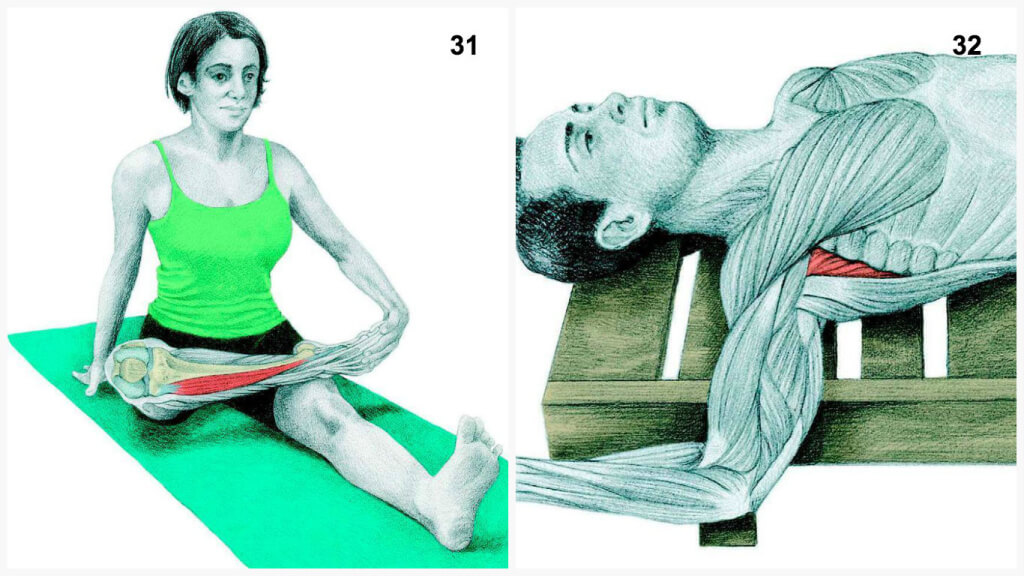 Qu'est-ce que vous dessinez est en fait: étirer les muscles en images Что Вы тянете на самом деле: растяжка мышц в картинках