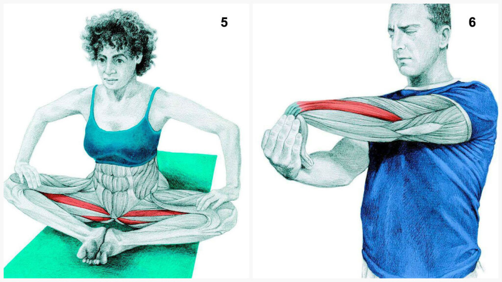 Qu'est-ce que vous dessinez est en fait: étirer les muscles en images Что Вы тянете на самом деле: растяжка мышц в картинках