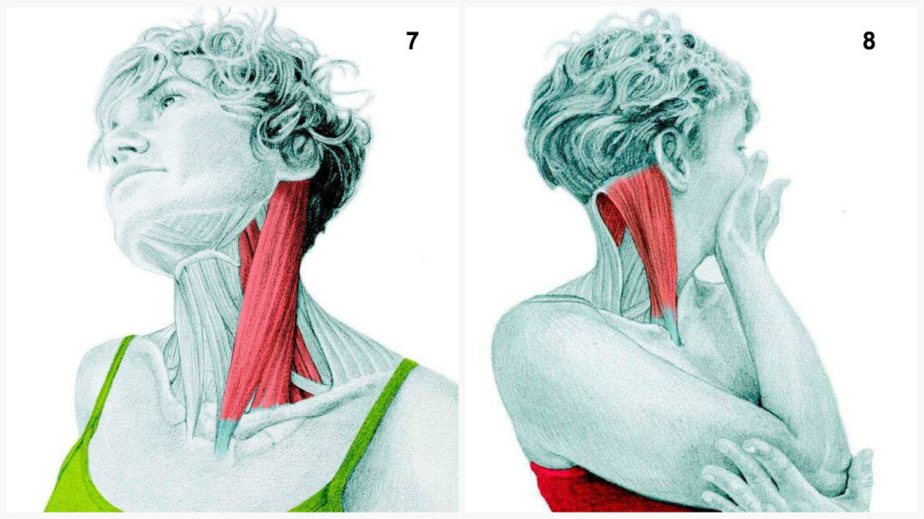 Qu'est-ce que vous dessinez est en fait: étirer les muscles en images Что Вы тянете на самом деле: растяжка мышц в картинках