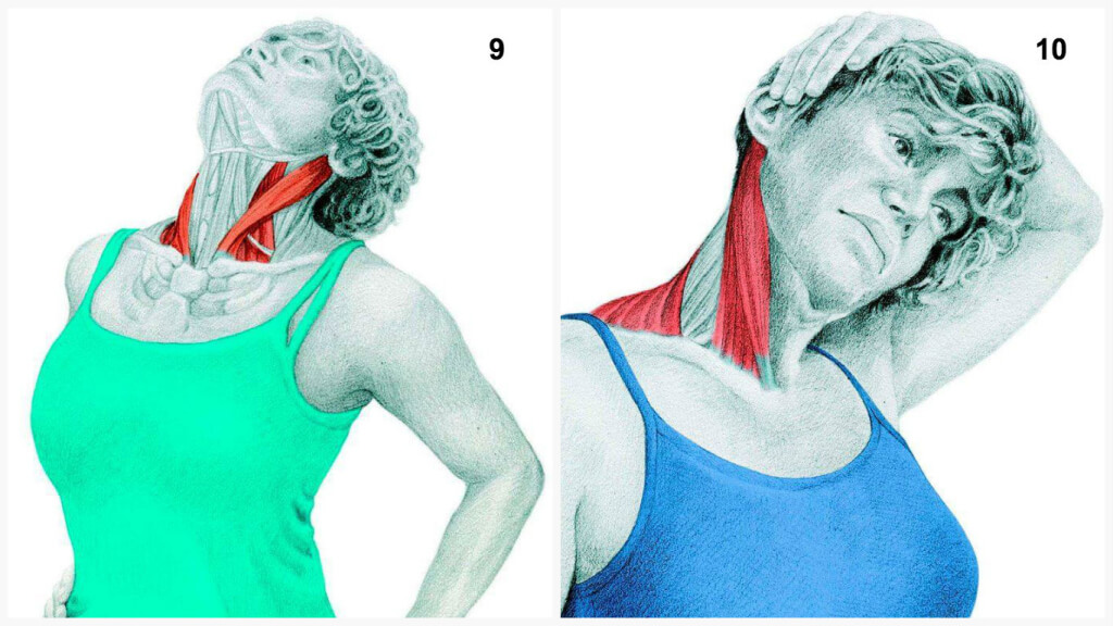 Qu'est-ce que vous dessinez est en fait: étirer les muscles en images Что Вы тянете на самом деле: растяжка мышц в картинках
