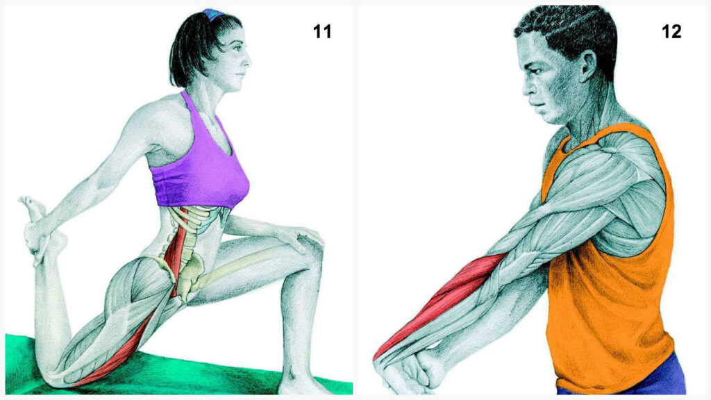 Qu'est-ce que vous dessinez est en fait: étirer les muscles en images Что Вы тянете на самом деле: растяжка мышц в картинках