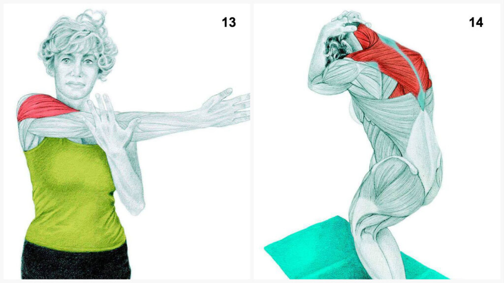 Qu'est-ce que vous dessinez est en fait: étirer les muscles en images Что Вы тянете на самом деле: растяжка мышц в картинках