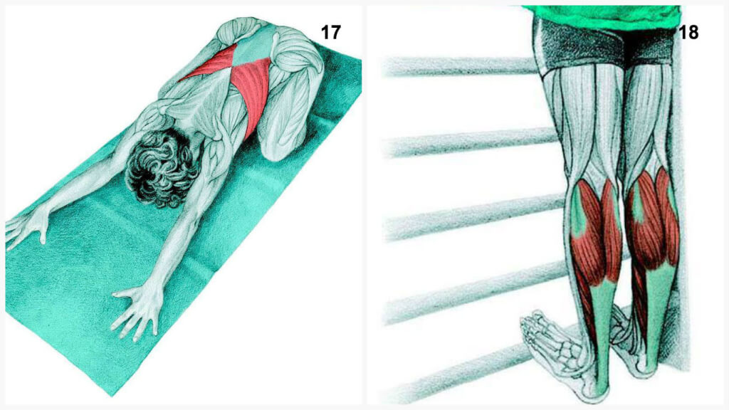 Qu'est-ce que vous dessinez est en fait: étirer les muscles en images Что Вы тянете на самом деле: растяжка мышц в картинках