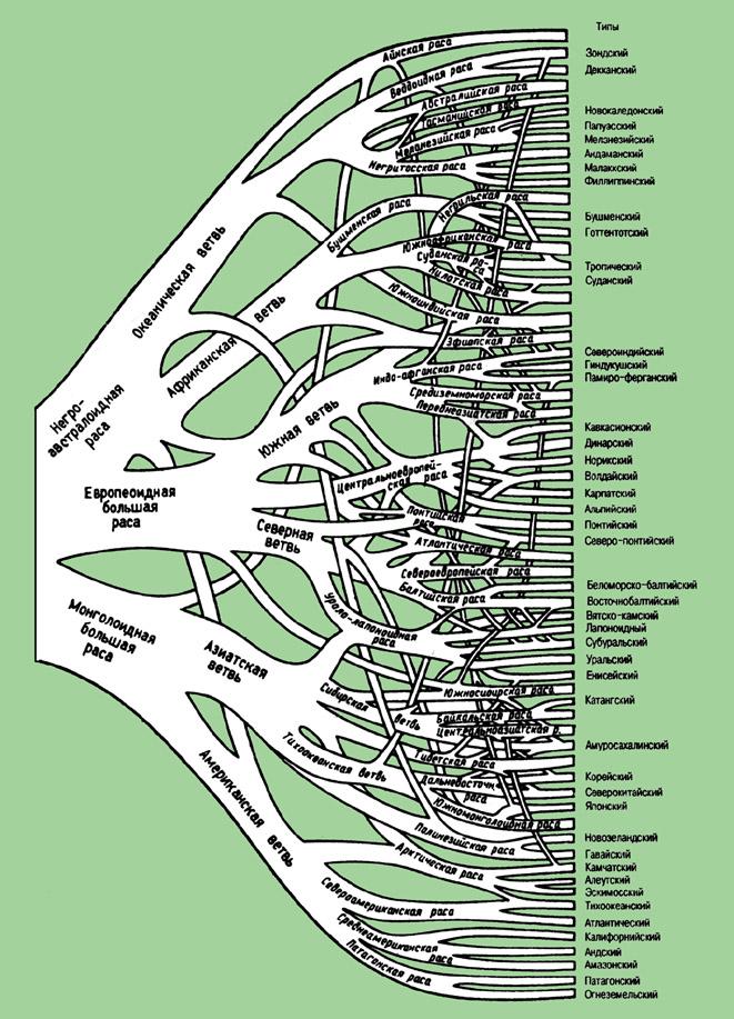 arbre raciale sur Debetz (1958) Расовое древо по Дебецу (1958)
