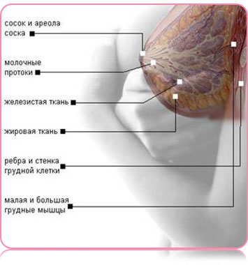 Anatomie des muscles pectoraux