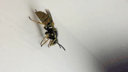 Que faire si vous êtes mordu par une abeille ou de guêpe: un guide Что делать, если тебя укусила пчела или оса: руководство