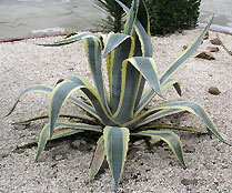 Agave américain Agave americana Variegata