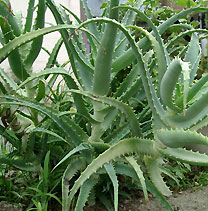 arborescens Aloe Aloe arborescens