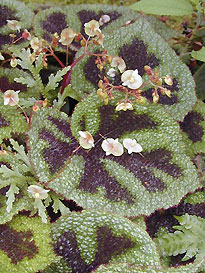 Masonic Begonia Begonia Masoniana