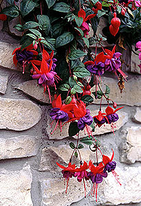 Hybrid Fuchsia Fuchsia hybrida