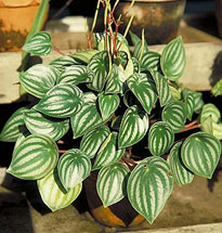 Peperomiya argent Peperomia Argyreia