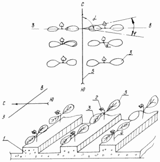 MÉTHODE DE CROISSANCE plantules de concombre