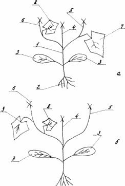 plantules MÉTHODE Concombre