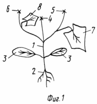 MÉTHODE DE CROISSANCE plantules de concombre