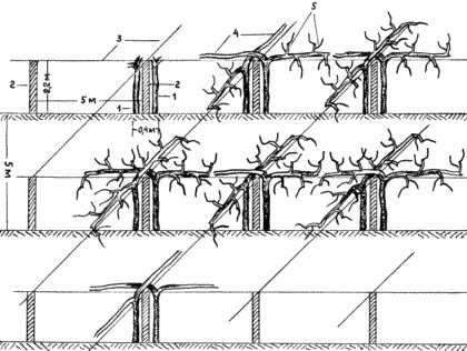 Façons de vignes conductrices