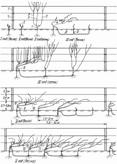 Façons de vignes conductrices